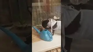 Кошь пьет из лейки