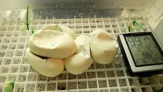 Egg Candling - Last Set of Ball Python Eggs of the Year