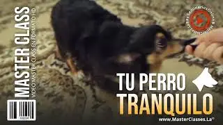 Tu Perro Tranquilo
