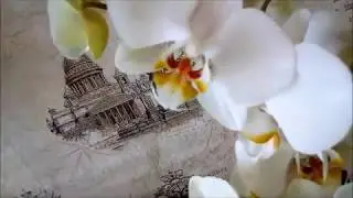 Мои орхидеюшки