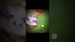 #мем