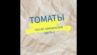 Томаты в теплице после возвратных заморозков!часть 2!