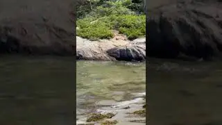 Shark Sighting in Phippsburg 1