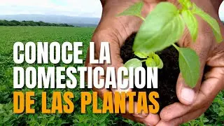 Como se domesticaron las plantas 🌿