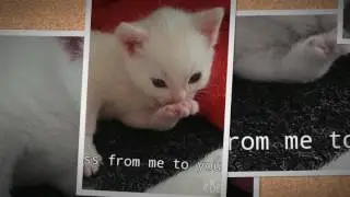 my baby's picture video