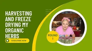Harvesting and Freeze Drying My Organic Herbs