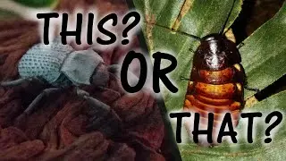 Are Blue Death Feigning Beetles Or Madagascar Hissing Cockroaches Better Pet Invertebrates?