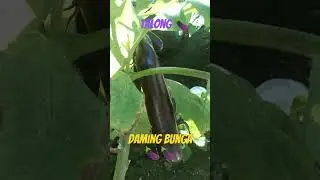 Talong Dami bunga