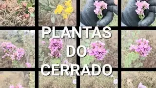 PLANTAS E FLORES SILVESTRES DO CERRADO BRASILEIRO #plantas #flores