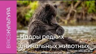 Фотографы-натуралисты из Поднебесной показали кадры редких уникальных животных