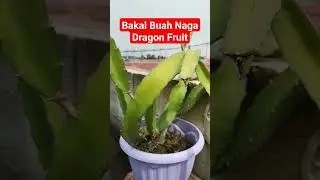 Dragon Fruit, Bakal Buah Naga
