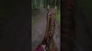 #лошади #врек #лайки