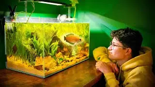 Creating an UNDERWATER JUNGLE for my Honey Gourami: Step-by-Step! (low-tech)