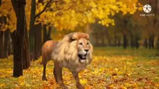 lion green screen 2021