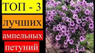 Лучшие ампельные петунии по всем показателям! От них вы будете в восторге!