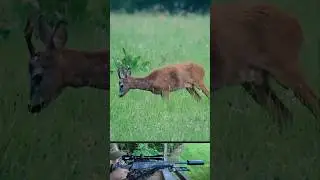 Bockjagd - Waidgerechter Abschuss Rehbock 🎯🦌 #bockjagd #jagdtotal #shorts