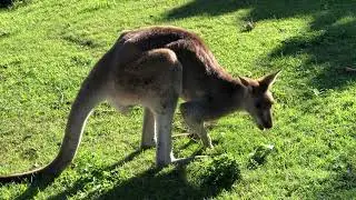 Big roo