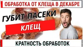 Обработка клеща в декабре. Гибнут пасеки от клеща. Кратность обработок.