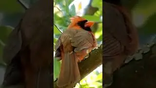 Male Cardinal singing in a tree 