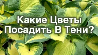 Какие Цветы Посадить В Тени. 25 Цветущих Многолетников.