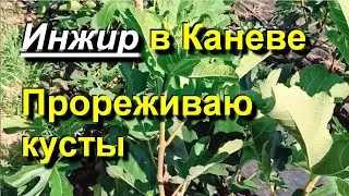 Инжир в Каневе. Прореживаю кусты. Созревают бребы. 2024 07 13