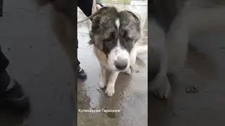 Кавказская овчарка Лекси на прогулке часть 1 #shorts #кулинарнаягармония #кавказскаяовчарка #собака