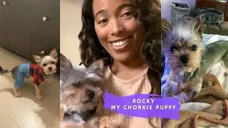 My Chorkie puppy Rocky