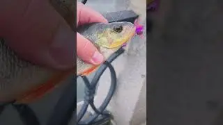 Погнали на 