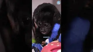Severely Injured Animals Need Help 