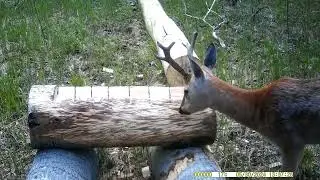 Косули пережившие зиму
