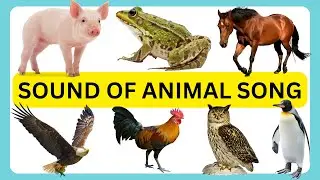 SOUND OF ANIMAL SONG | ANIMALS SOUND SONG FOR KIDS | KIDZEE