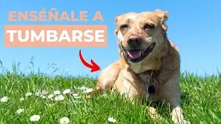 Cómo Enseñar a TUMBARSE a un PERRO 🐶  obediencia canina