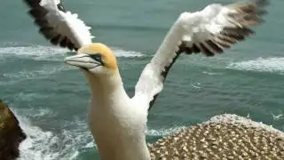 Gannets @ Muriwai Beach with ZoomOn!NZ