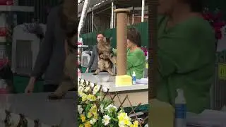 Ринг взрослых 09.03.24 выставка кошек Элиткэт 1часть