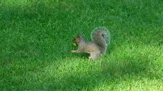 Squirrel motion at 120FPS