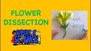 Superior Science At Home: Flower Dissection