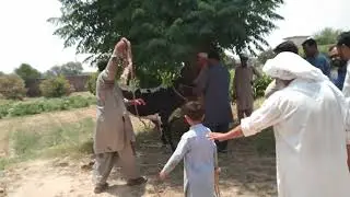 Choty QaSai ki Phurtia😂😂|Qurbani at Kisran🥰#shorts