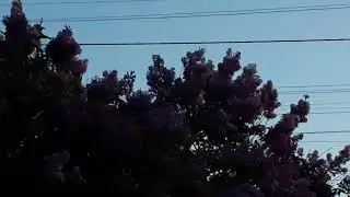 Спів соловейка у нас вранці