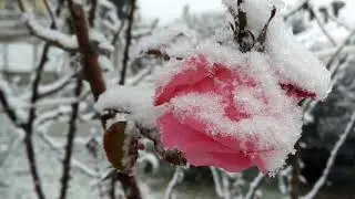 Летели