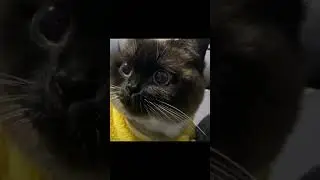 OMG So Cute Cats - Lovely Kitten # | Cute and Funny Cat Videos