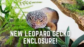 Exo Terra Large Leopard Gecko Setup!