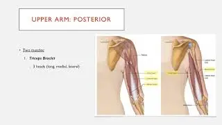 Compartments of the Upper Arm in Less Than 3 Minutes