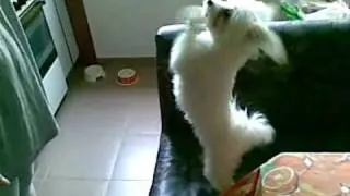 Любимо ми куче - Анджи (My favorite dog - Angie)