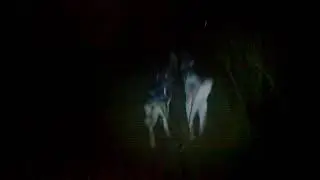 Слабоумие и отвага. Лидеры Кали и Купер.