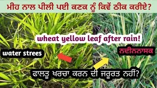 ਮੀਂਹ ਨਾਲ ਪੀਲ਼ੀ ਪਈ ਕਣਕ ਨੂੰ ਕਿਵੇਂ ਠੀਕ ਕਰੀਏ। wheat yellow leaf after rain?