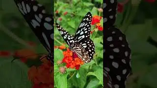La ELEGANTE BELLEZA de una MARIPOSA Blanca y Negra 🦋✨ #naturaleza #mariposas