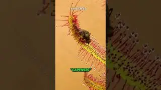 The Most Common Carnivorous Plant 