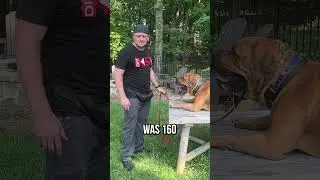 How to Train a 140 lb Boerboel to Jump Effortlessly!