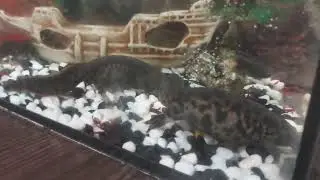 тритоны кушают 😄