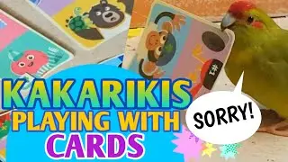Kakarikis playing with playing cards 🐥🃏🐥